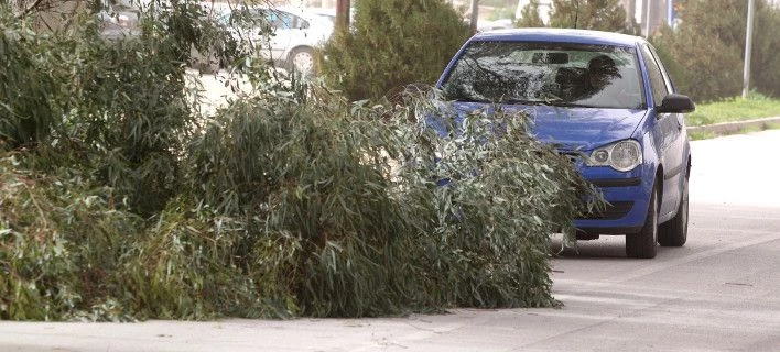 Πεσμένα δέντρα στο λεκανοπέδιο -350 κλήσεις έχει δεχτεί η πυροσβεστική